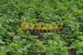 FAZENDA PARA LAVOURA NO TOCANTINS