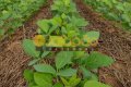 FAZENDA PARA LAVOURA NO TOCANTINS