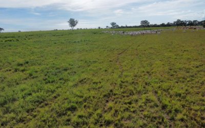 FAZENDA PARA ARRENDAMENTO DE PASTO PARA 2000 CABEÇAS POR 10 ANOS - INDISPONÍVEL