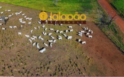 FAZENDA PREMIUM NO TOCANTINS COM ALTO POTENCIAL DE PLANTIO E PECUÁRIA