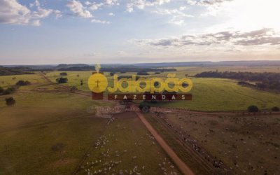 MEGA FAZENDA NO TOCANTINS