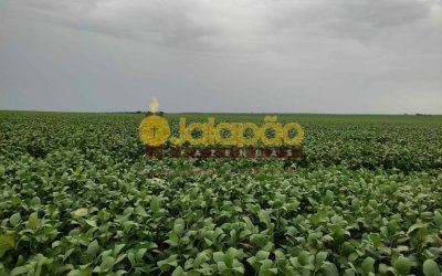 FAZENDA PARA LAVOURA NO TOCANTINS